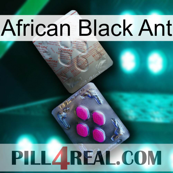 African Black Ant 38.jpg